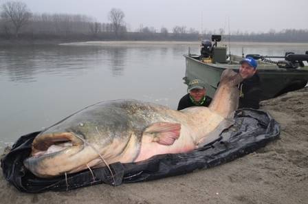 peixe gigante de agua doce capturado na europa