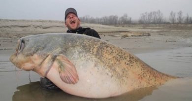 Peixe gigante de agua doce capturado em rio