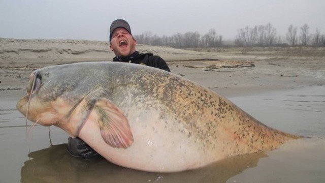 Peixe gigante de agua doce capturado em rio