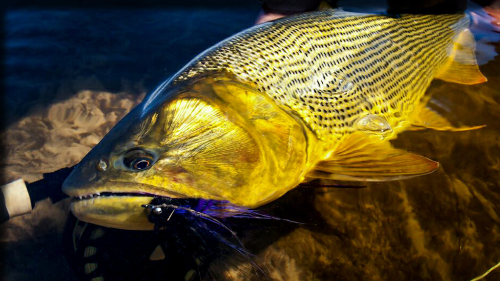 pesca de dourado o rei do rio na pesca esportiva