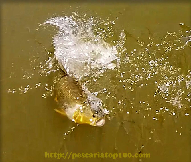 o peixe dourado tem dentes afiados