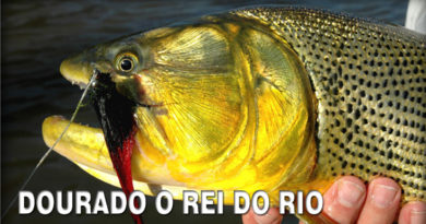 pesca de dourado o rei do rio