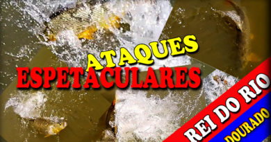 peixe dourado rei do rio ataques